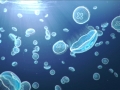 Moon Sea Jelly