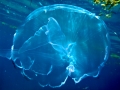 Moon Sea Jelly