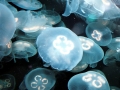 Moon Sea Jelly