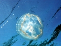 Moon Sea Jelly