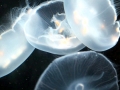 Moon Sea Jelly