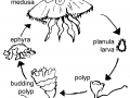 Moon Sea Jelly
