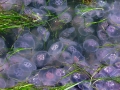 Moon Sea Jelly
