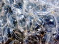 Moon Sea Jelly