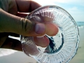 Moon Sea Jelly