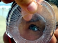 Moon Sea Jelly
