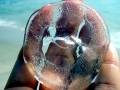 Moon Sea Jelly