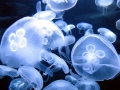 Moon Sea Jelly
