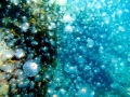 Moon Sea Jelly