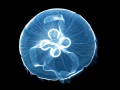 Moon Sea Jelly