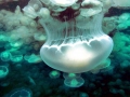 Moon Sea Jelly