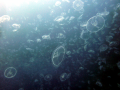 Moon Sea Jelly