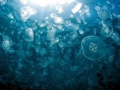Moon Sea Jelly