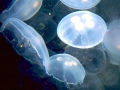 Moon Sea Jelly