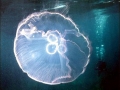 Moon Sea Jelly
