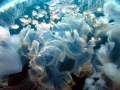 Moon Sea Jelly