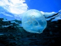 Moon Sea Jelly