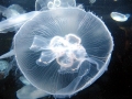 Moon Sea Jelly