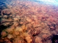 Moon Sea Jelly