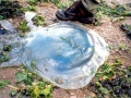 Moon Sea Jelly