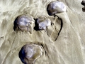 Moon Sea Jelly