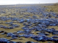 Moon Sea Jelly