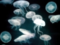 Moon Sea Jelly