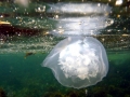 Moon Sea Jelly