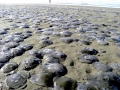 Moon Sea Jelly