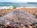 Moon Sea Jelly