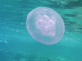 Moon Sea Jelly