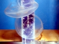 Moon Sea Jelly
