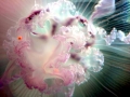 Moon Sea Jelly