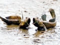 Mudskipper
