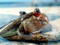 Mudskipper