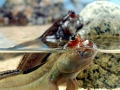 Mudskipper