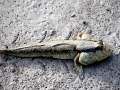 Mudskipper