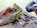 Mudskipper
