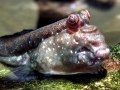 Mudskipper