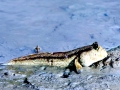 Mudskipper