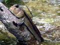Mudskipper