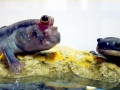 Mudskipper