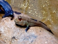 Mudskipper