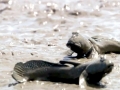 Mudskipper