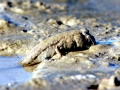 Mudskipper