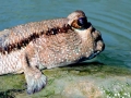 Mudskipper