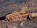 Mudskipper