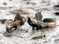 Mudskipper