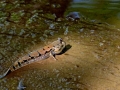 Mudskipper