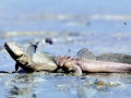 Mudskipper